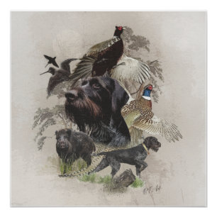 Deutsches Drahthaar Pointer, Kontinentaldeutsch Poster