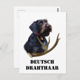 Deutsches Drahthaar Pointer Postkarte