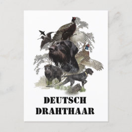 Deutsches Drahthaar Pointer Postkarte