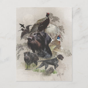 Deutsches Drahthaar Pointer Postkarte