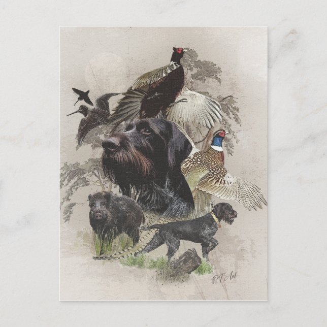 Deutsches Drahthaar Pointer Postkarte (Vorderseite)