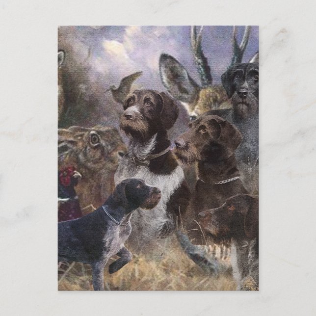 Deutsches Drahthaar Pointer Postkarte (Vorderseite)