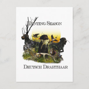 Deutsches Drahthaar Pointer Postkarte