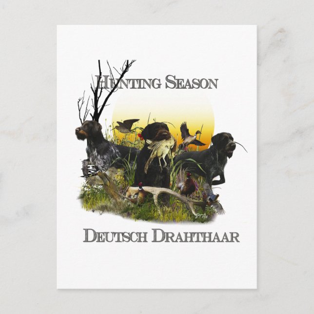 Deutsches Drahthaar Pointer Postkarte (Vorderseite)