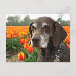 Deutsches Kurzzeigerfeld Postkarte