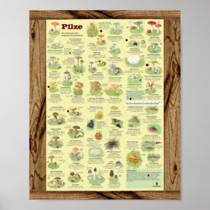 " Deutschland: 2020 - Das große PILZe Bestimmungs- Poster