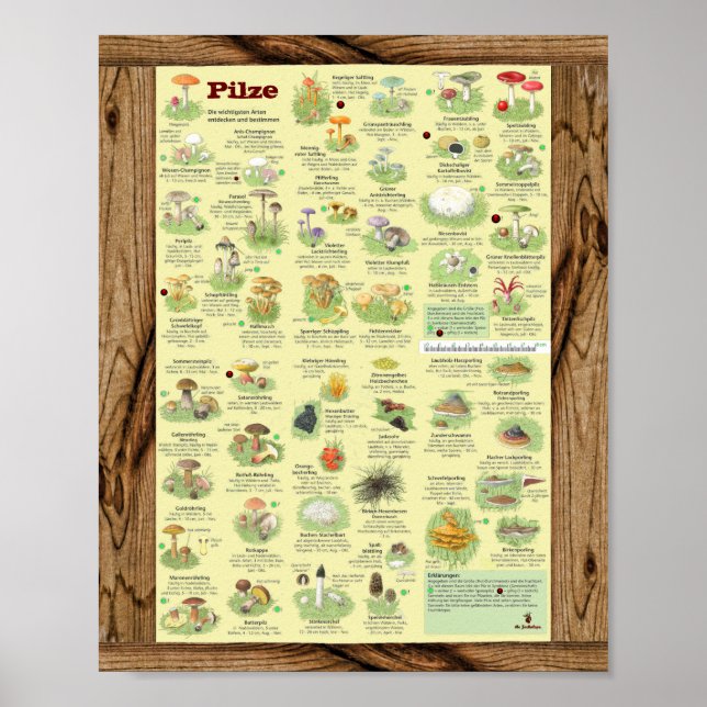" Deutschland: 2020 - Das große PILZe Bestimmungs- Poster (Vorne)