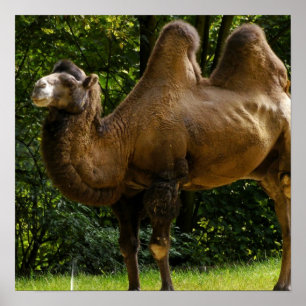 Deux affiches en chameau Humide