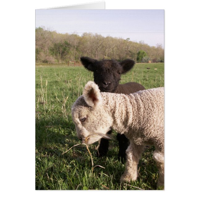 Deux bébés (Devant)