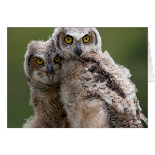 Deux Bébés Grand Chouette