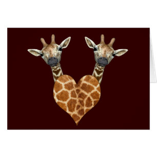 Deux belles girafes