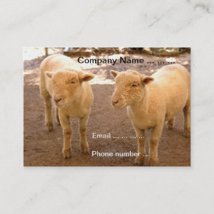 Deux cartes de visite de moutons