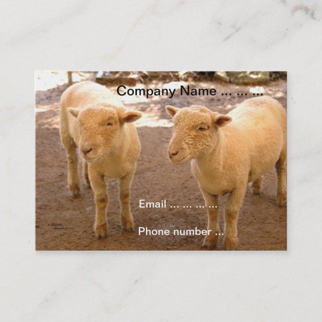 Deux cartes de visite de moutons (Devant)