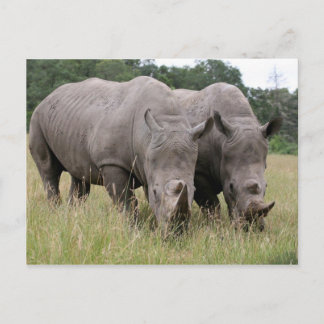 Deux cartes postales Rhinos