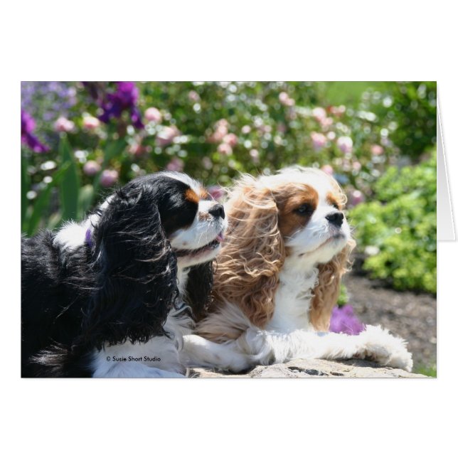 Deux Cavaliers visitent une carte jardin d'été (Devant horizontal)
