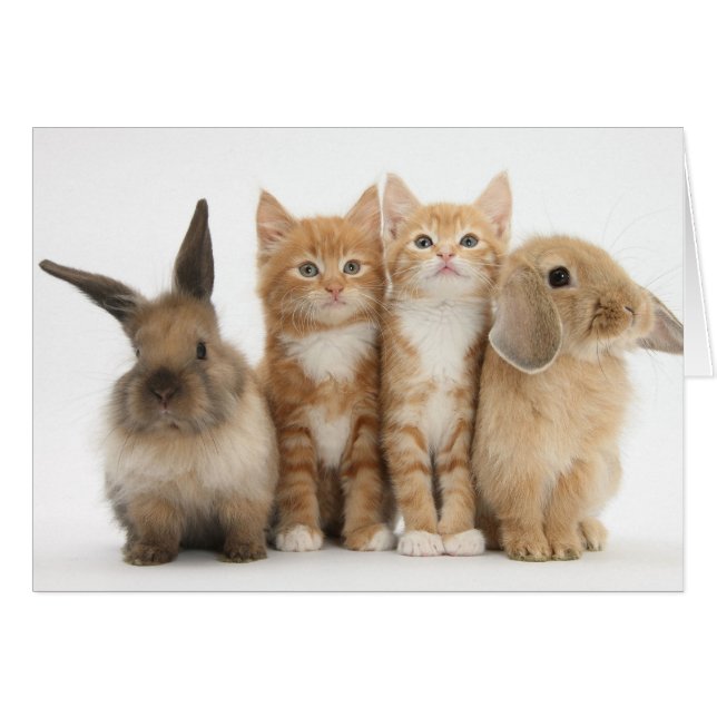 Deux chatons et deux lapins ! (Devant horizontal)
