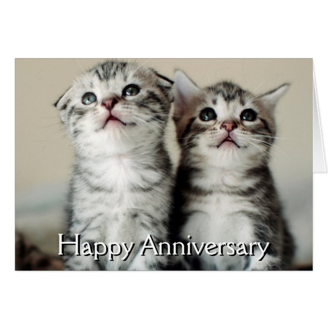 Deux chatons mignons (Devant horizontal)