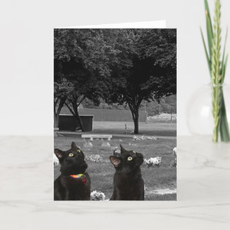 Deux chats noirs dans le cimetière Carte de voeux 