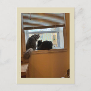 Deux chats sur une carte postale de fenêtre