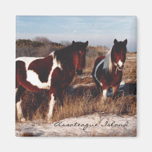 Deux chevaux sauvages d'Assateague - aimant