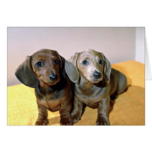 Deux chiots de teckel
