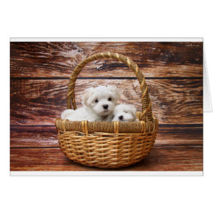 Deux chiots maltais mignons se reposant dans un