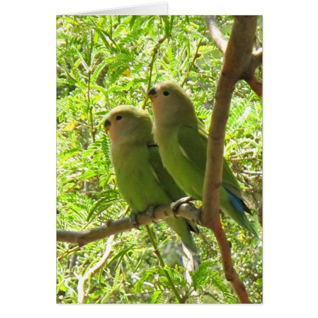 Deux Cockatoos de l'Arizona (Devant)