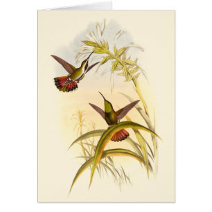 Deux colibris colorés qui veulent la même fleur