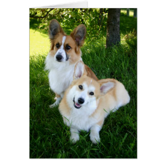 Deux Corgis gallois