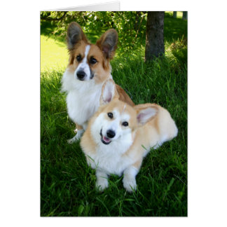Deux Corgis gallois