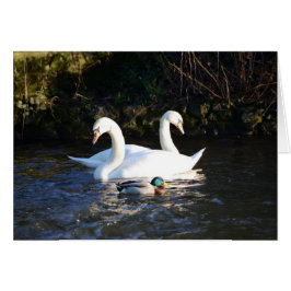 Deux cygnes et un canard