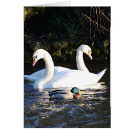 Deux cygnes et un canard