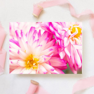 Deux dahlias blancs et roses note vierge