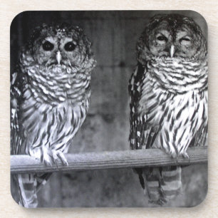 Deux dessous de verre carrés de hiboux moyens