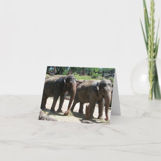 Deux éléphants sur une carte blanche (Devant)