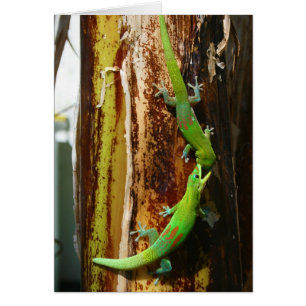 Deux geckos Phelsuma Laticauda de jour de la