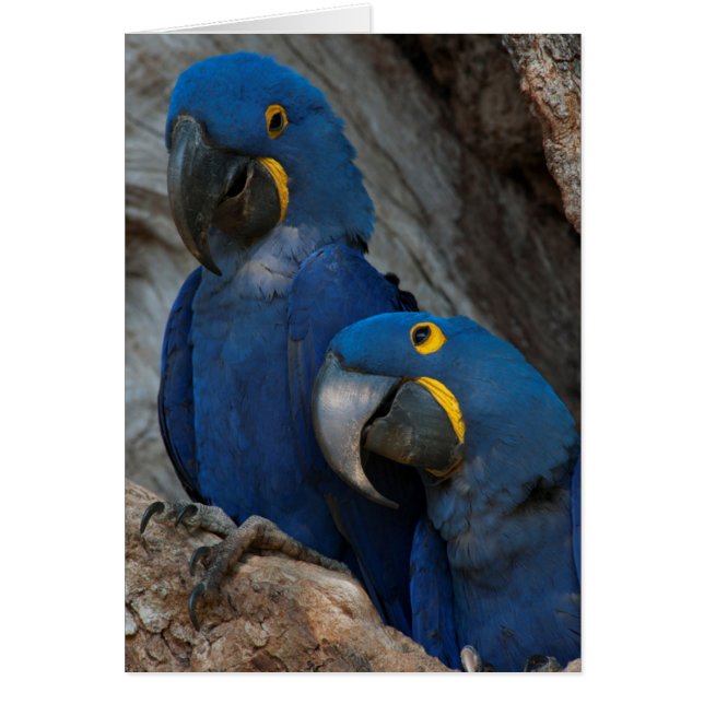 Deux Macaws Hyacinth, Brésil (Devant)