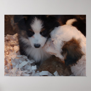 Deux mignonnes affiches de chiots à l'effigie