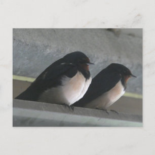 Deux mignonnes hirondelles do-it-yourself carte po