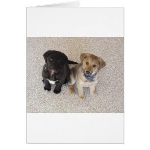 Deux mignons Chipies Labrador