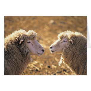 Deux moutons