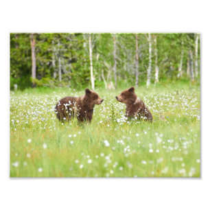 Deux ours sur l'empreinte photo du marais finlanda