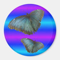 Deux papillons bleu Morpho Magnet bleu néon