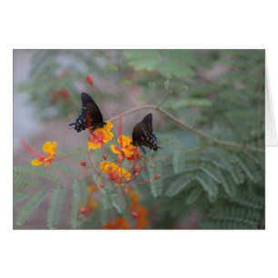 Deux papillons Monarque Carte de voeux photo