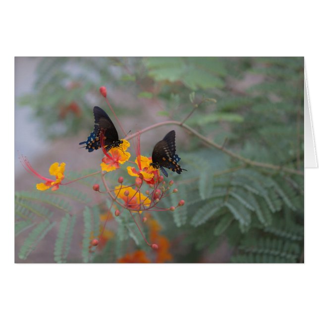 Deux papillons Monarque Carte de voeux photo (Devant horizontal)