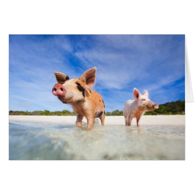 Deux petits porcelets (Devant horizontal)