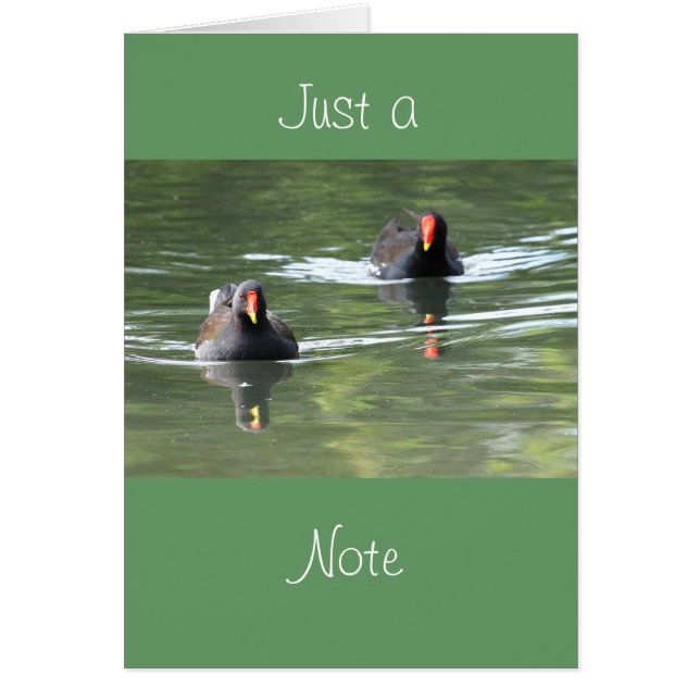 Deux poules d'eau (Devant)