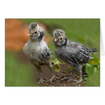Deux poulets polonais - Bébé mignon poulets