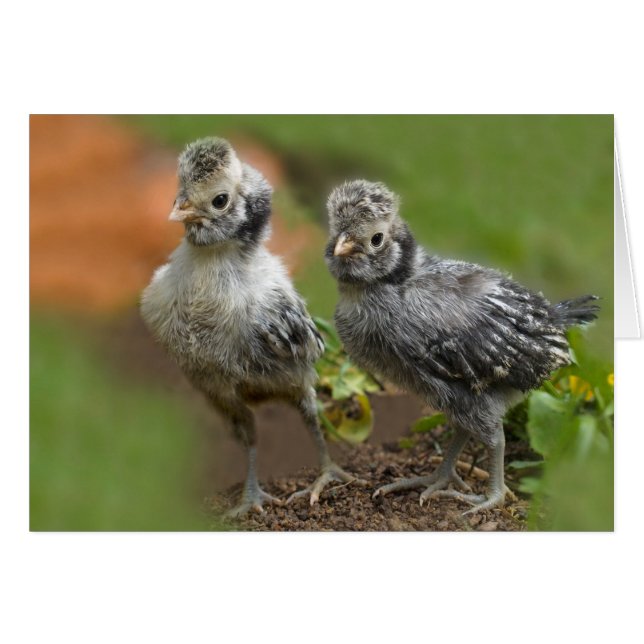 Deux poulets polonais - Bébé mignon poulets (Devant horizontal)
