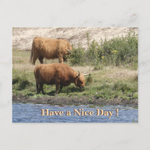 Deux vaches brunes Cust. Bonne journée carte posta